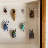 Framed naturalized insects