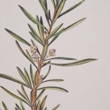Lavender botanical board