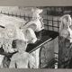 Silver photo Bernard Darot XXth Lion
