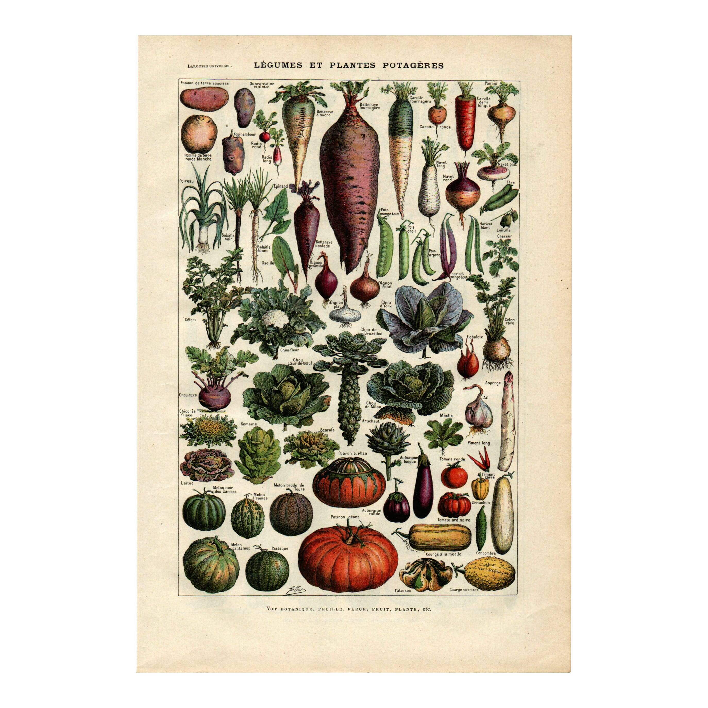 Old engraving from 1923 - Vegetables and kitchen garden - by A. Millot. Cooking