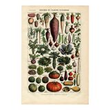 Old engraving from 1923 - Vegetables and kitchen garden - by A. Millot. Cooking