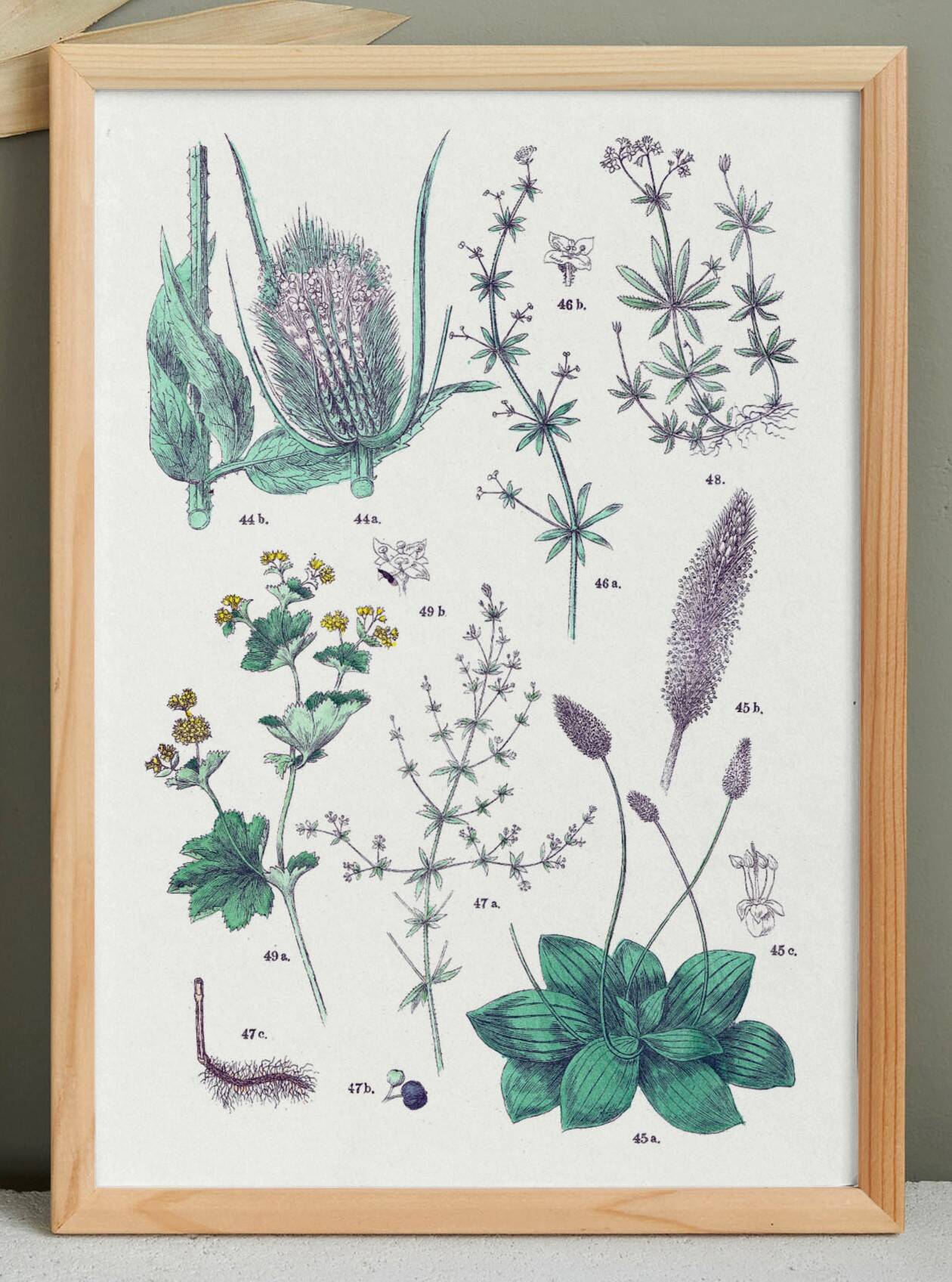 Affiche sur les plantes d'après une gravure de 1881 "plantain"