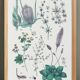 Plant poster based on an 1881 engraving "plantain"