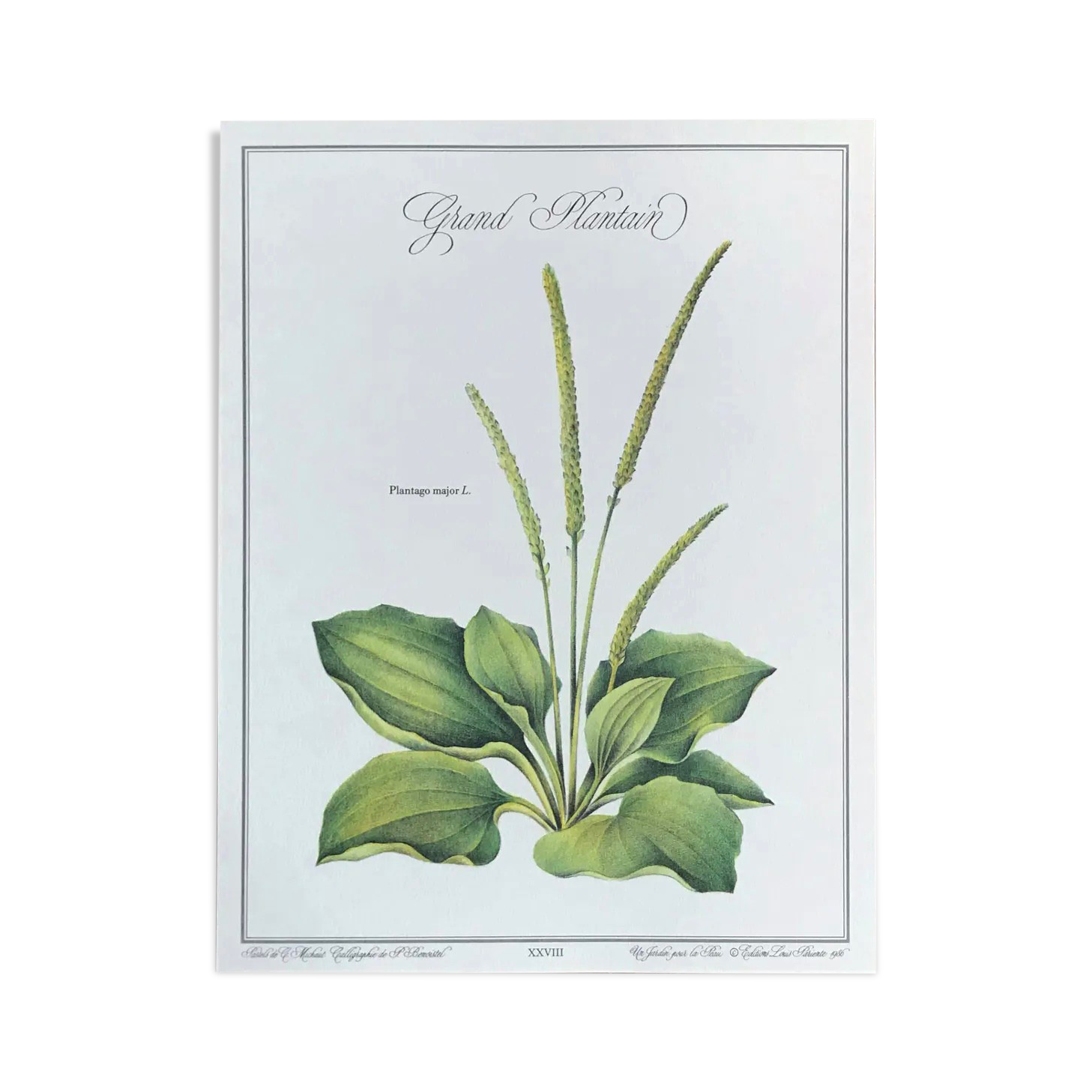 Plantain botanical plate