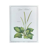 Plantain botanical plate