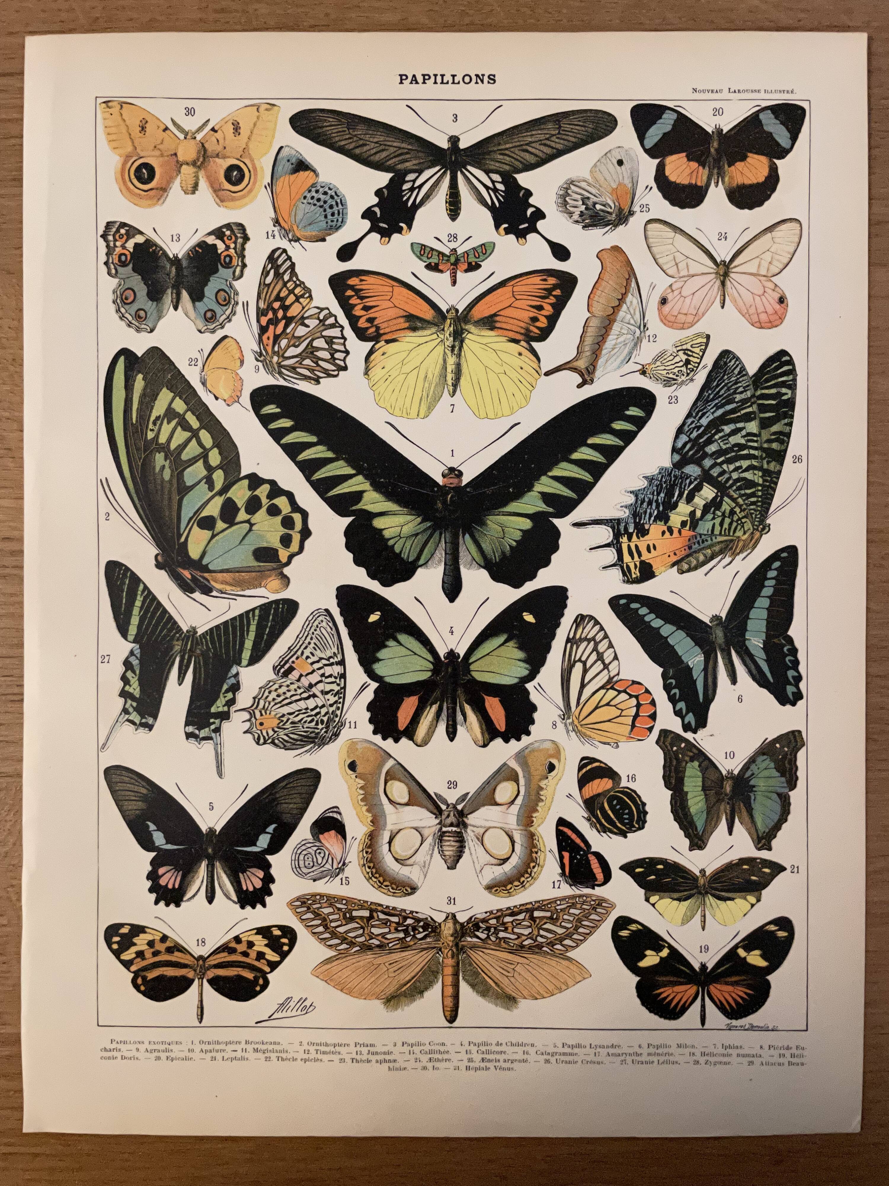 Lithograph engraving exotic butterflies from 1897