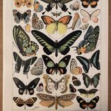 Lithograph engraving exotic butterflies from 1897