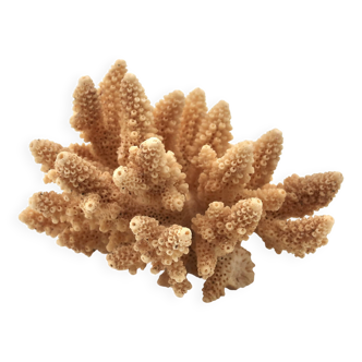 Coral branch in orange tones, 1970s