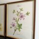 Affiches botaniques