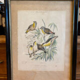 Set of decorative frames