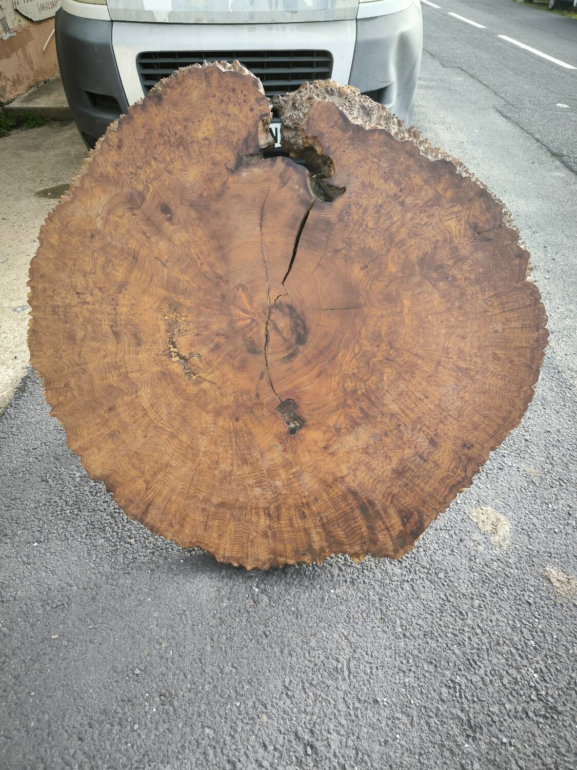 Brutalist coffee table in solid elm burl 108 cm diameter