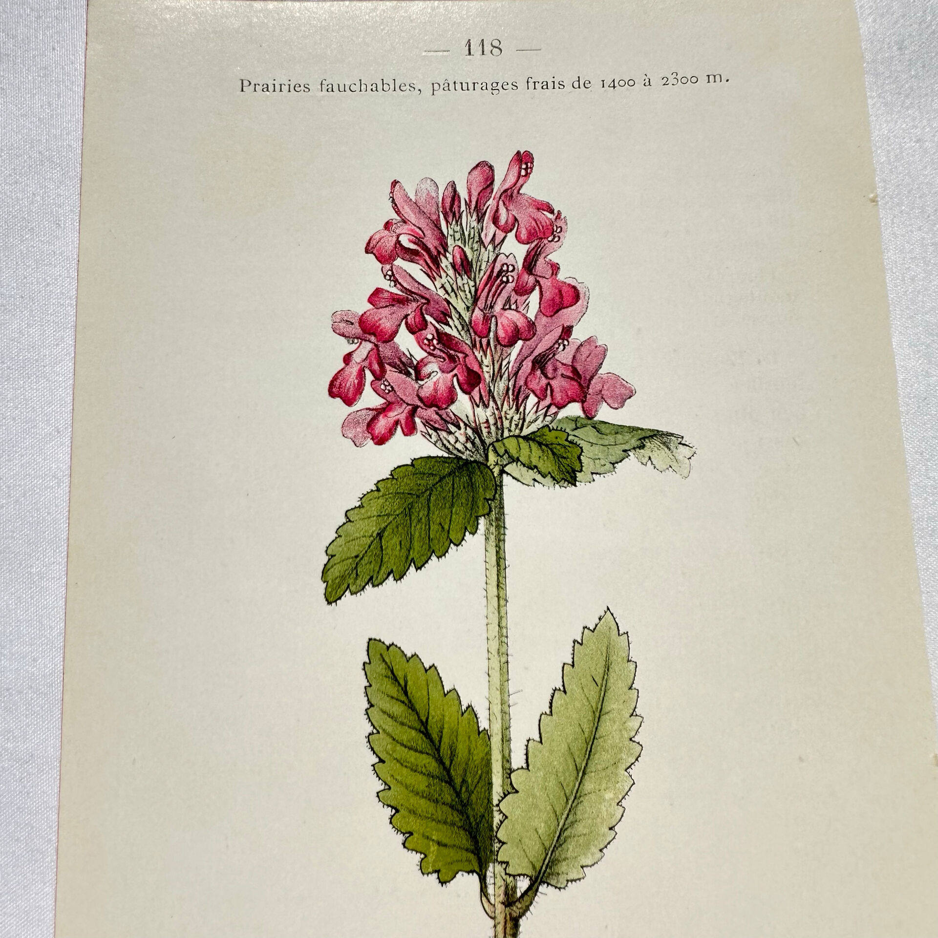 Old botanical engraving from the 19th century – Coloured plant illustration