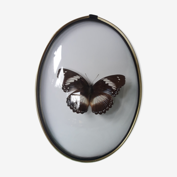 Butterfly naturalized oval frame