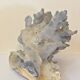 Ancien corail bleu