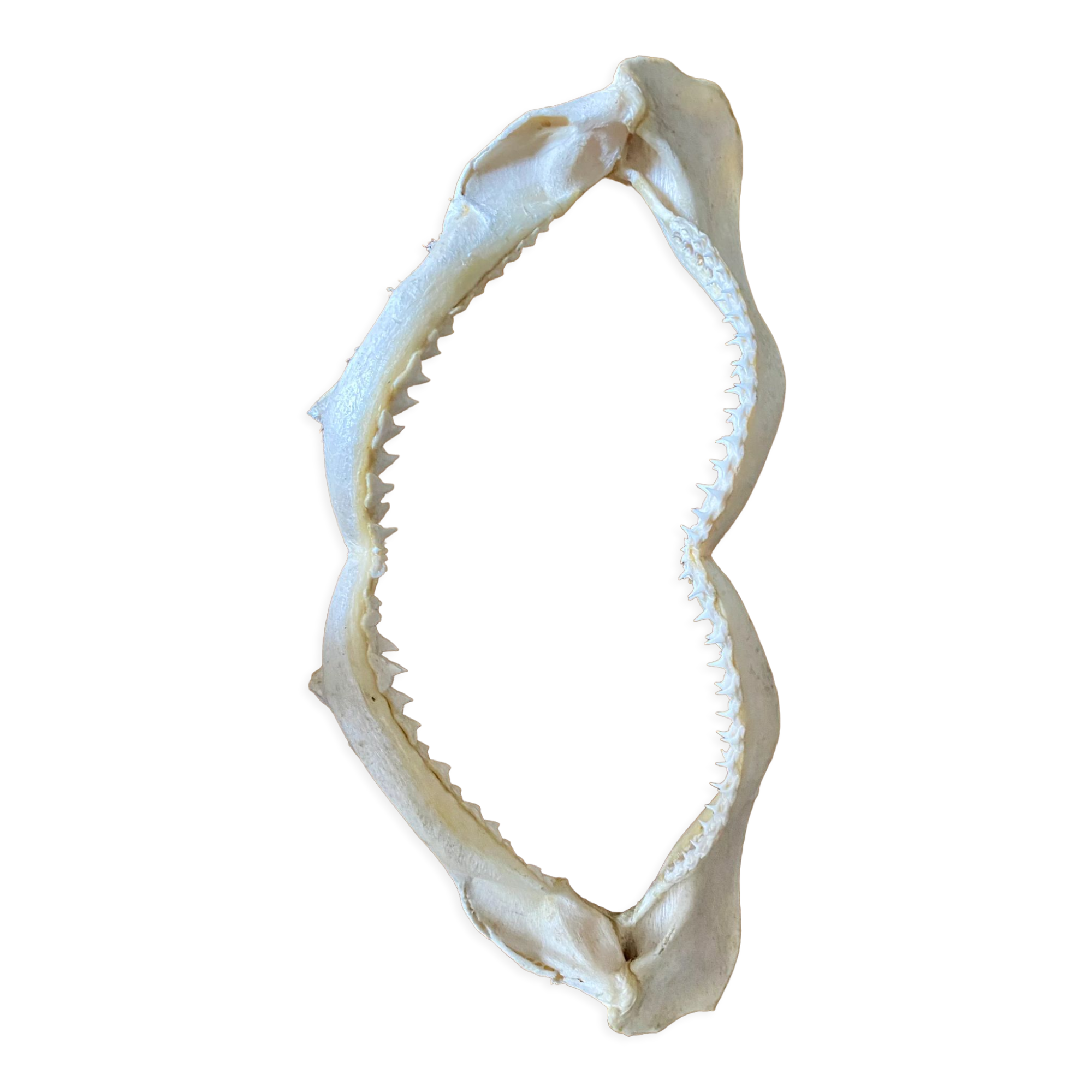 Stuffed shark jaw