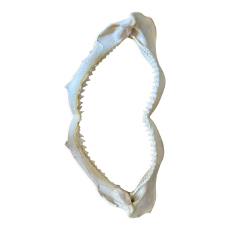 Stuffed shark jaw