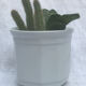 Lot of 5 caches pots in white earthenware