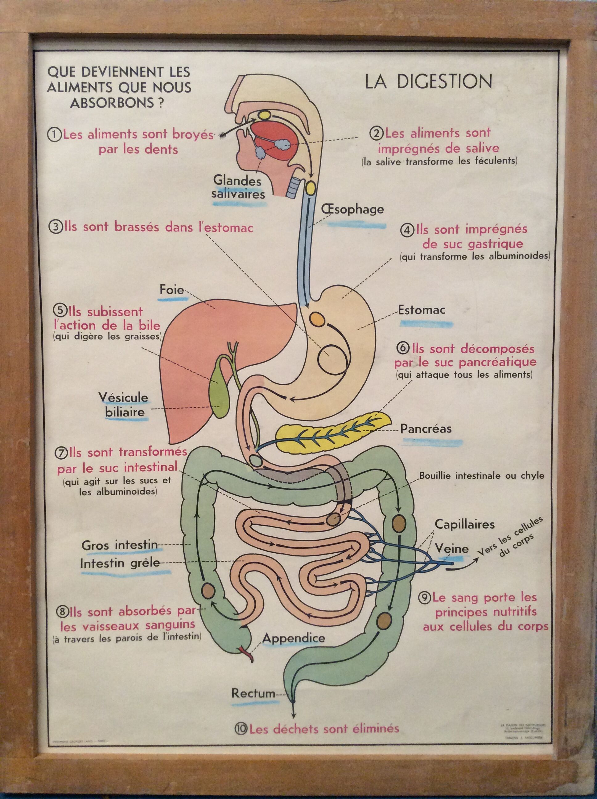 Vintage school poster blood circulation,  digestion 1960