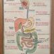 Vintage school poster blood circulation,  digestion 1960