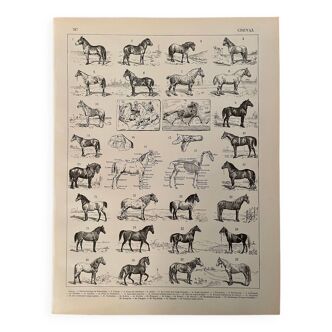 Lithograph on horses - 1900