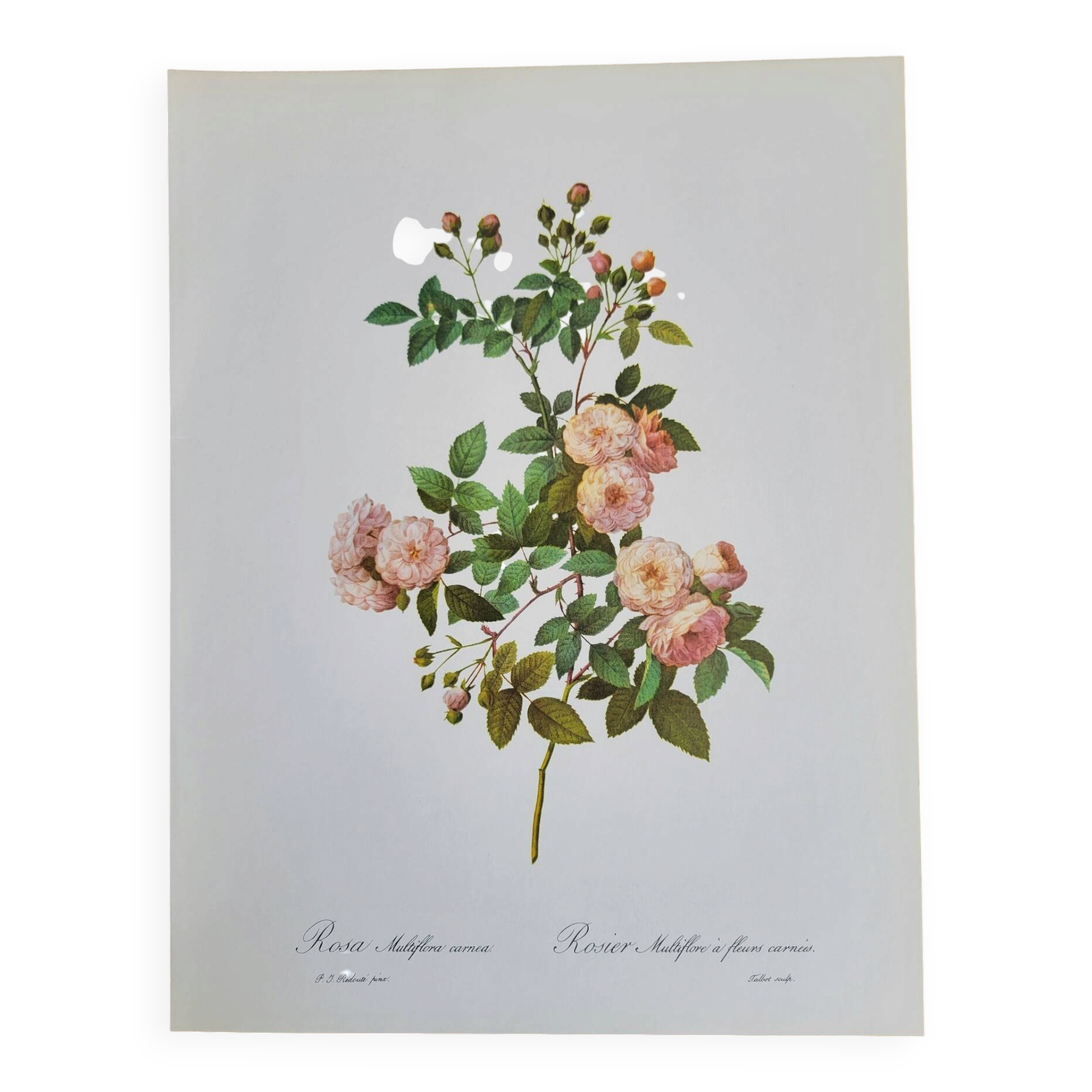 Botanical plate of Multiflora Rose, P. J. Redouté