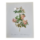Botanical plate of Multiflora Rose, P. J. Redouté