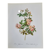 Botanical plate of Multiflora Rose, P. J. Redouté