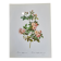 Botanical plate of Multiflora Rose, P. J. Redouté