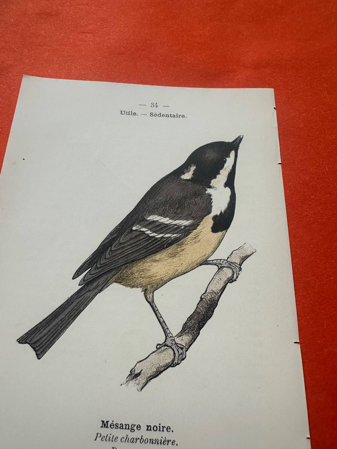 Naturalist engraving double-sided birds botanical plate