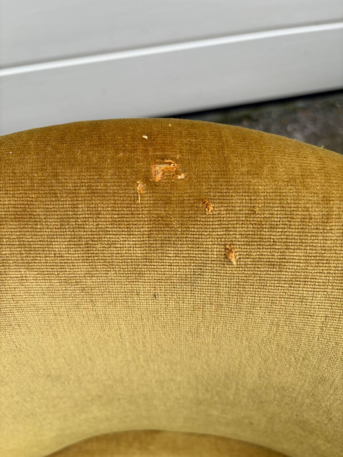 Toad armchair in gold velvet
