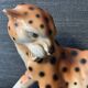 Royal Cheetah Dux