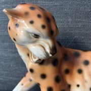 Royal Cheetah Dux