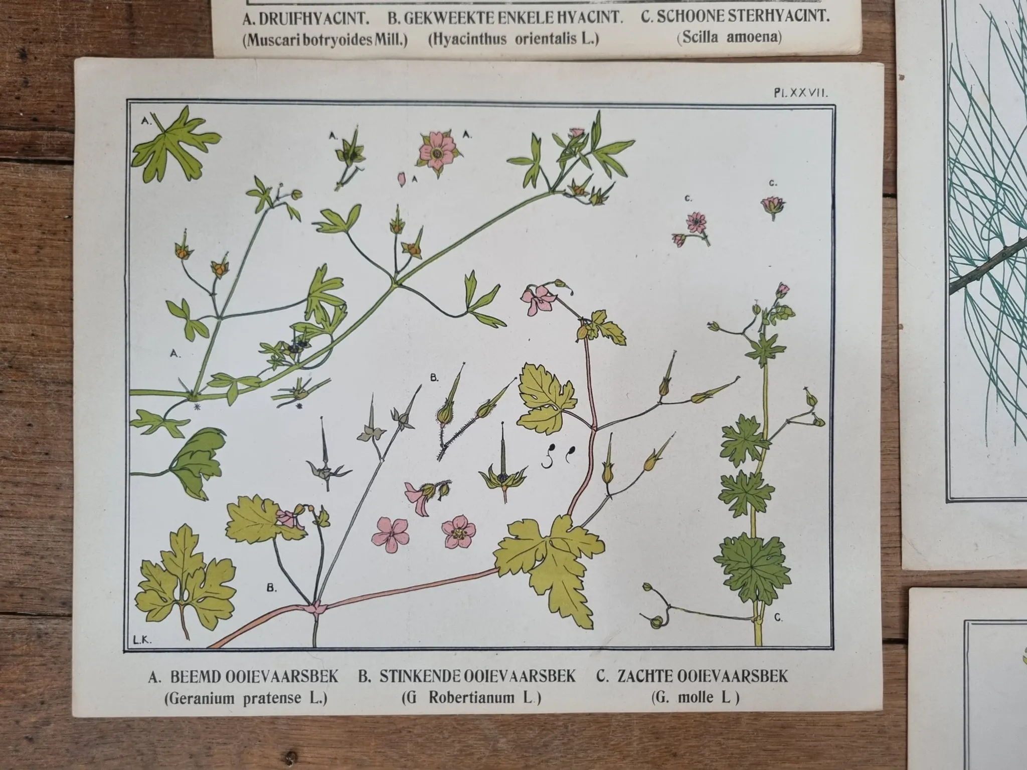 Set of 9 botanical plates – Atlas van Nederlandsche planten, L. Klaver