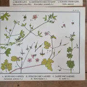 Set of 9 botanical plates – Atlas van Nederlandsche planten, L. Klaver