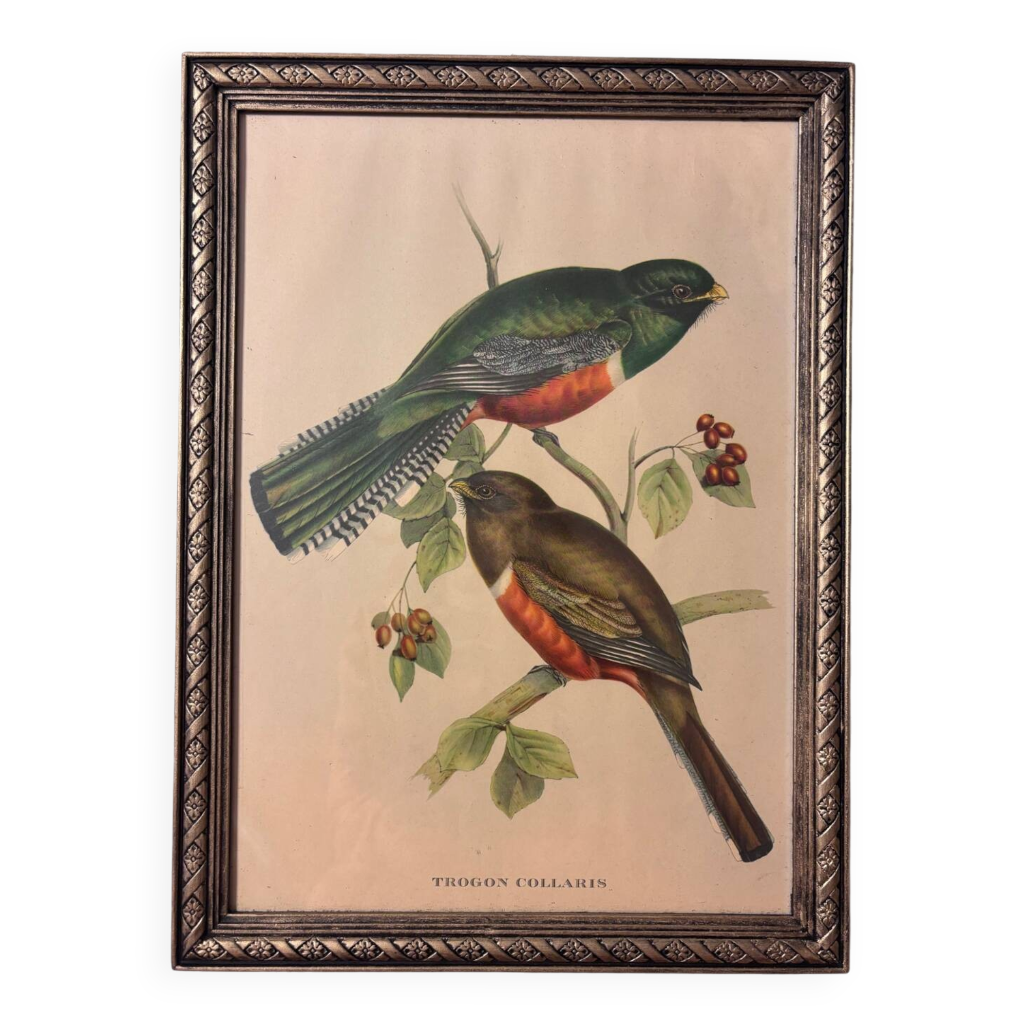 Lithographie d’oiseau