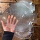 8 fish plates Arcoroc