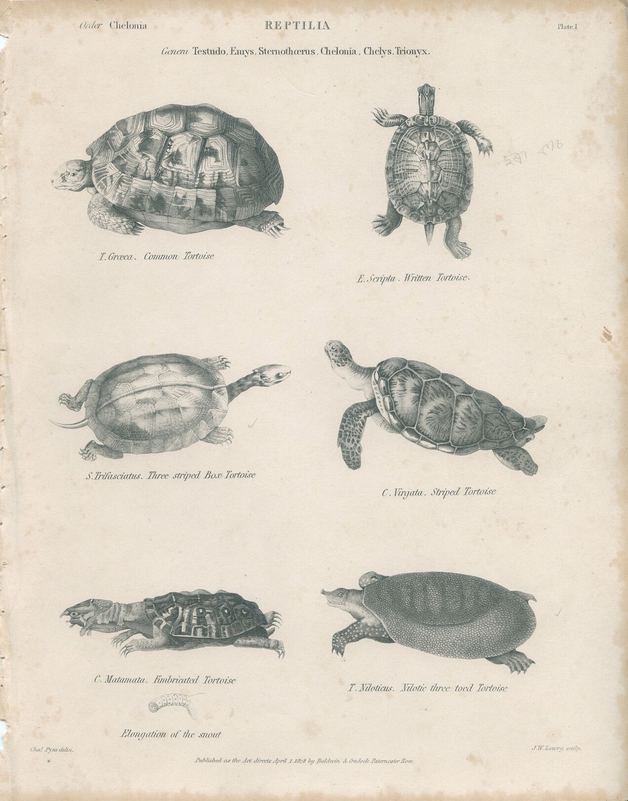 Gravure ancienne sur reptiles : tortues, xixe