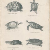 Gravure ancienne sur reptiles : tortues, xixe