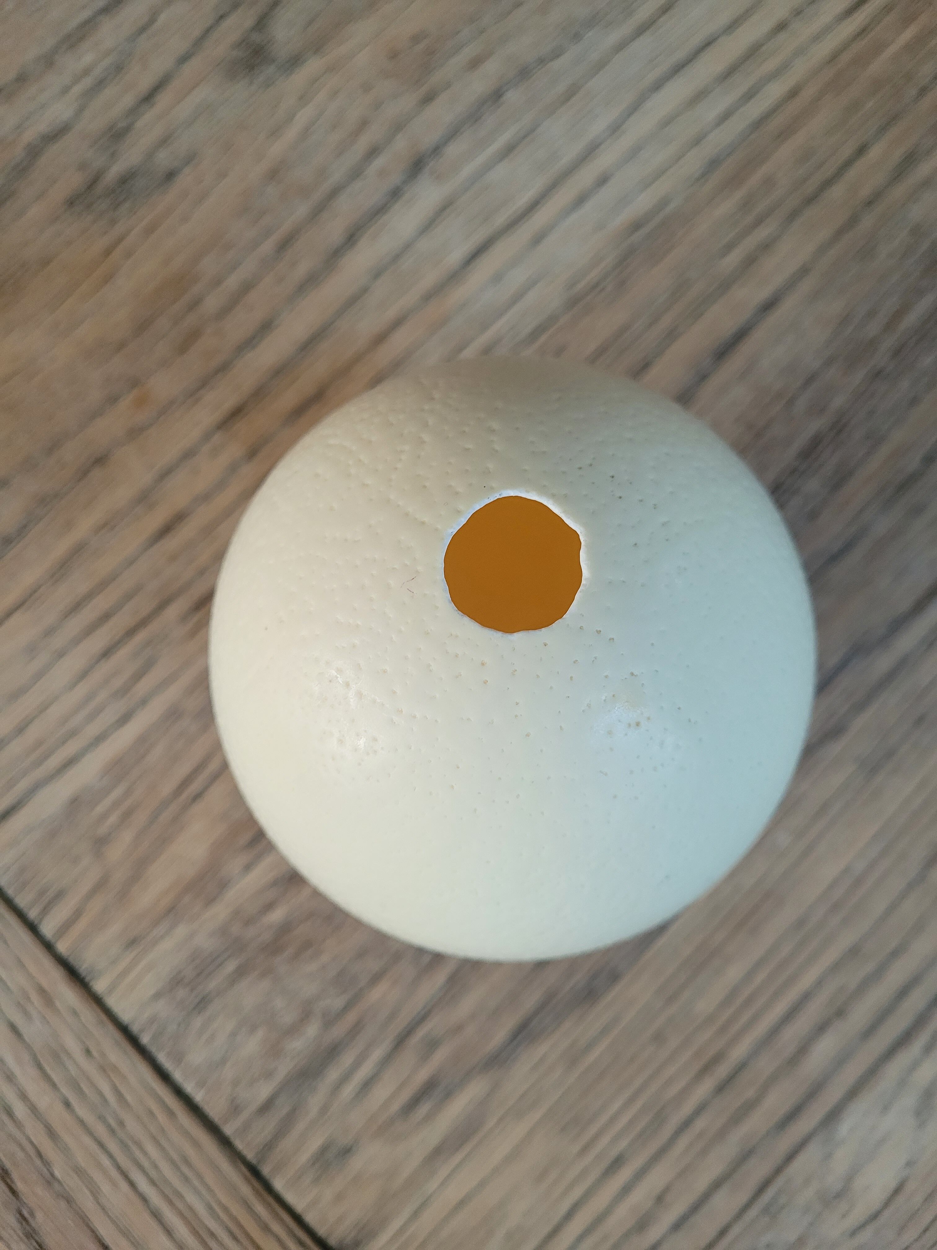 Ostrich egg with support