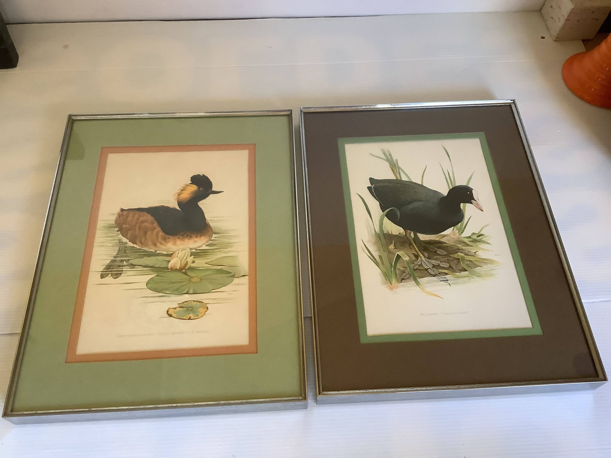 Pair of framed bird illustrations
