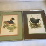 Pair of framed bird illustrations