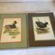 Paire d’illustrations d’oiseaux encadrés