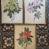 Botanical setting Rhododendron Wardii by Riefel