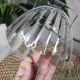 Shell-shaped glass bowls