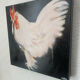 Rooster portrait in oil on canvas