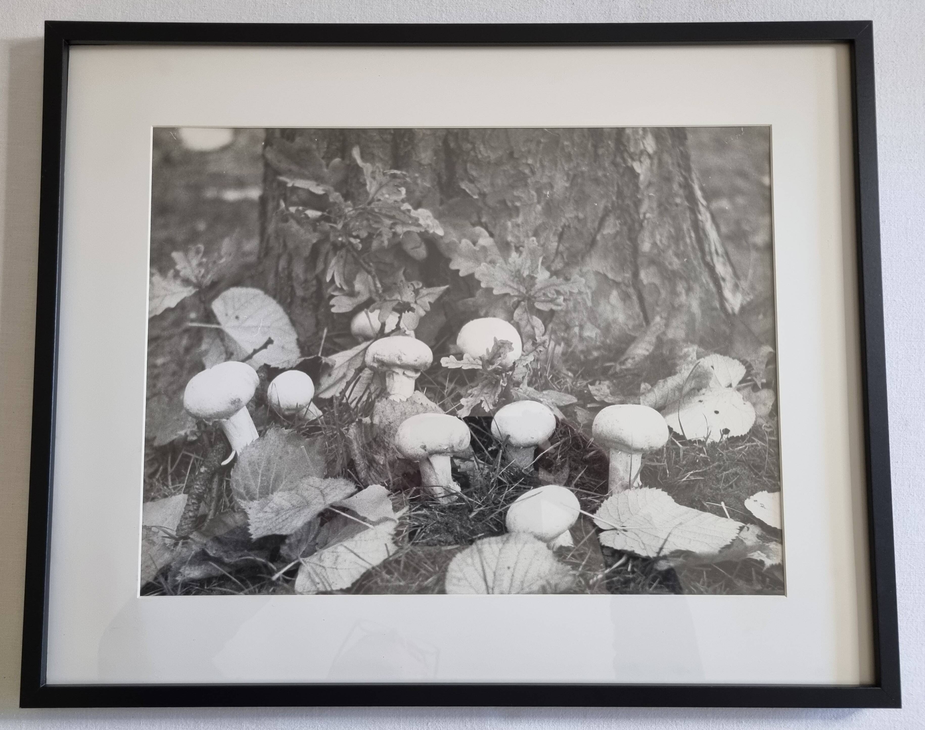 Photographie argentique vintage champignons encadrée années 70 52x42 cm