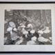 Photographie argentique vintage champignons encadrée années 70 52x42 cm