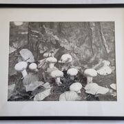 Vintage silver gelatin photograph of mushrooms framed, 1970s, 52x42 cm.