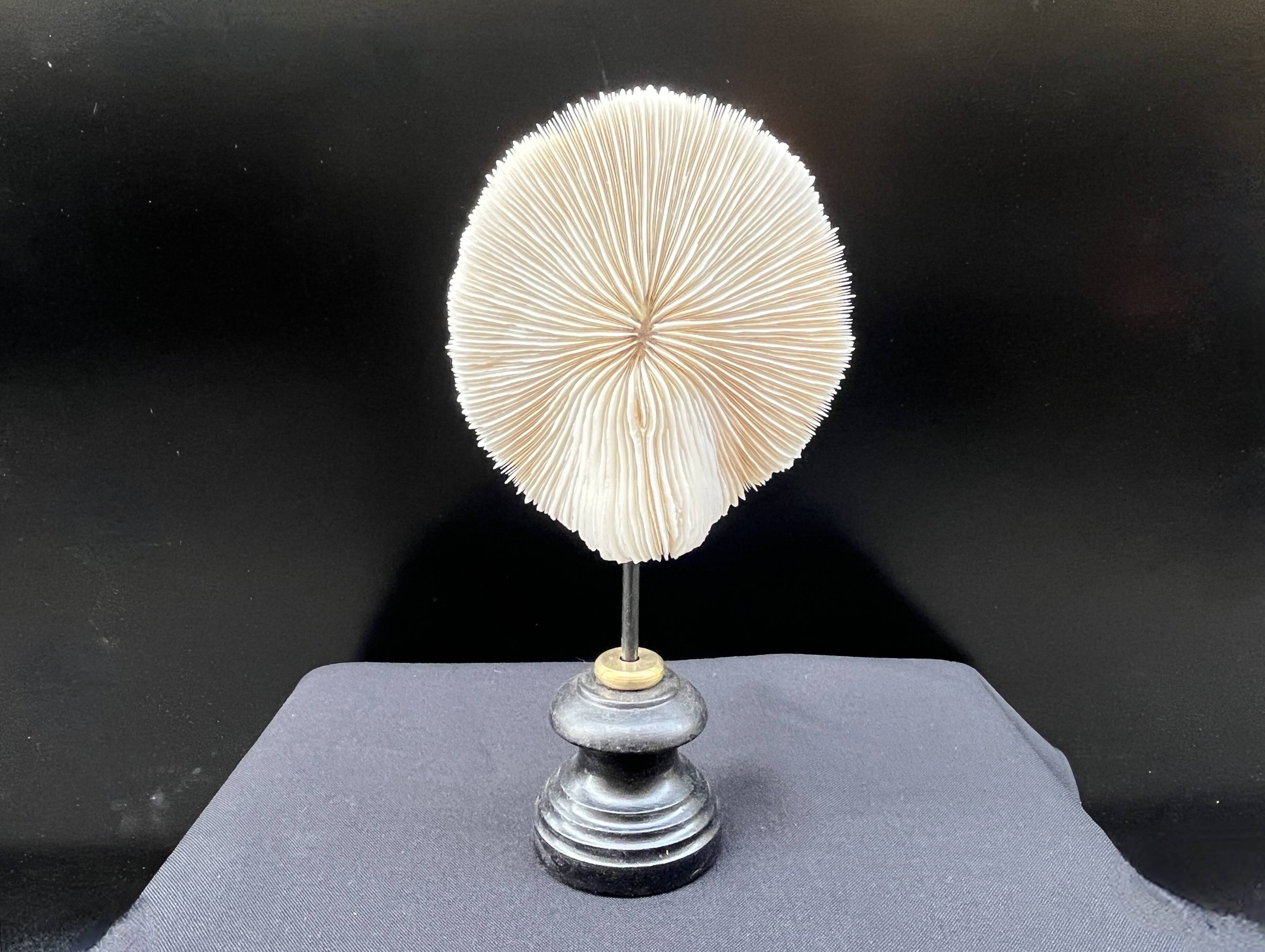 Antique natural white coral on a blackened wooden base, notebooks of curiosities
