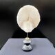 Antique natural white coral on a blackened wooden base, notebooks of curiosities